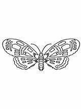 Moth Coloring Pages Drawing Categories sketch template