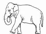 Coloring Elephants Coloringsky sketch template