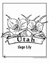 Utah Flower Coloring State Pages Utes University Kids Sego Lily Template Flowers Jr Popular Classroomjr sketch template
