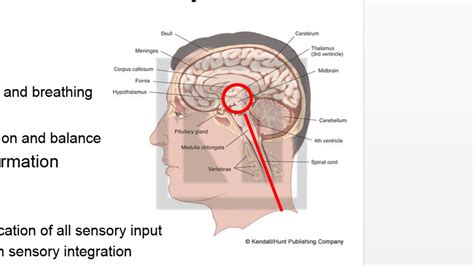 neuroscience and behavior neuroanatomy youtube