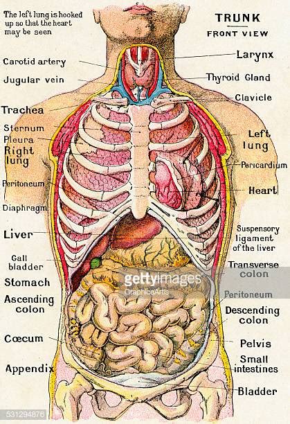 human internal organ stock illustrations  cartoons