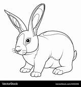 Rabbit Coloring Vector Pages Bunny Rabbits Royalty Vectorstock Sheets Choose Board sketch template