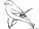 Aves Goldfinch Jilguero Pajaros Moineau Pintura Oiseaux sketch template