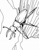 Beetle Stag Beetles Designlooter sketch template