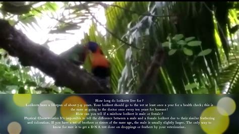 talking parrot lorikeet wild lorikeet  girlfriend  meet youtube