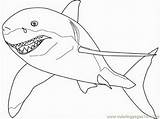 Getcolorings Sharks Motionless Homecolor sketch template