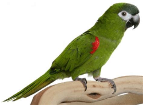 mini macaws hubpages