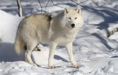 arctic wolf facts   biology dictionary