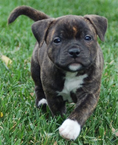 staffordshire bull terrier info temperament puppies pictures