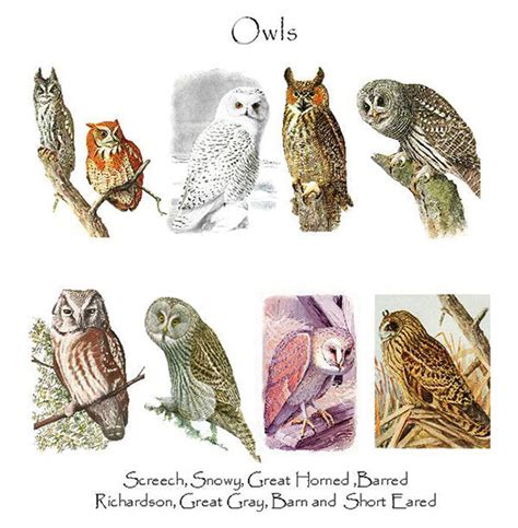 owl note cards charting nature