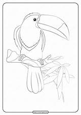 Toucan Tweet sketch template