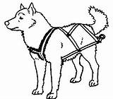 Sled Dog Harness Dogs Clipart Clip Pulling Sledding Draw Harnesses Dogsled Diy Drawing Cliparts Sleds Make Types Own Leash Homemade sketch template