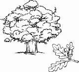Drawing Oak Tree Outline Paintingvalley Drawings sketch template