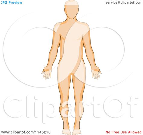 clipart of a human anatomy man from the front royalty