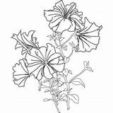 Coloring Pages Flower Flowers Drawing Colouring Petunias Kids Outline Petunia Drawings Sheets Crafts Books Clipart Book Choose Board Adult sketch template