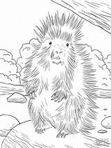 Porcupine Porcupines Coloringbay Supercoloring Develop Getdrawings sketch template