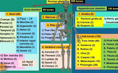 complete list   bones   human bodypdf