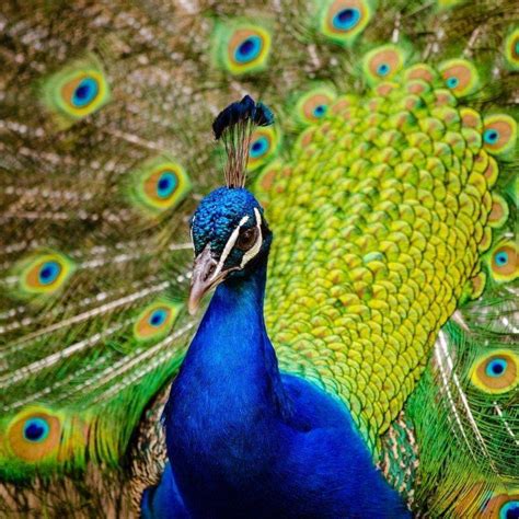peacock paradise