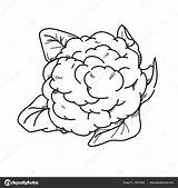 Bloemkool Couve Flor Uit Cauliflower Ilustracao sketch template