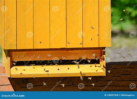 houten bijenkorf en bijen stock foto image  ecologie