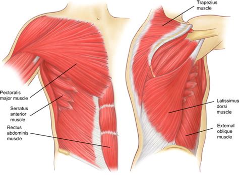 chest muscles diagram chest  abdominal muscles diagram muscles
