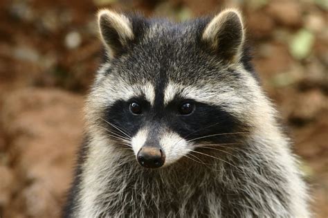 raccoons identification environment threats treatment