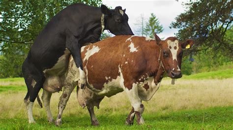 cows can now booty call their farmers gizmodo uk