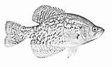 Coloring Crappie Pages Walleye Hunting Buck sketch template