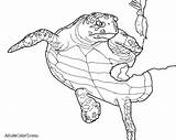 Turtle Sea Drawing Coloring Pages Baby Loggerhead Leatherback Turtles Getdrawings Printable Paintingvalley Getcolorings Collection sketch template