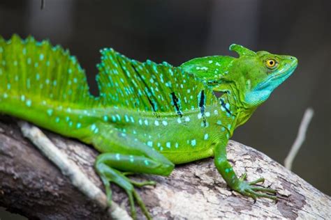 green basilisks  pets  questions answers explained family life share