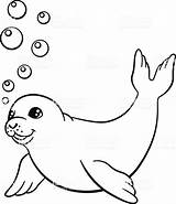Seal Kleurplaat Zeehonden Zeehond Seals Kleurplaten Albanysinsanity Swims Harp Coloringbay Omnilabo Downloaden sketch template