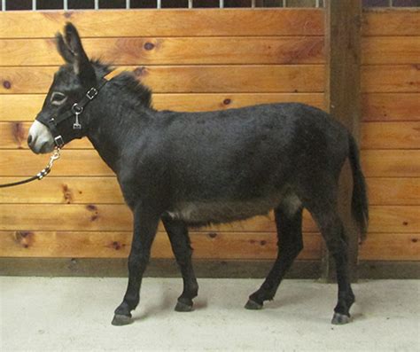 Treasured Ties Farm We Selectively Breed Dark Colored Miniature