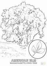 Coloring Pages State Getcolorings Trees Getdrawings sketch template