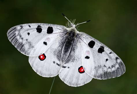 apollo butterfly conservation