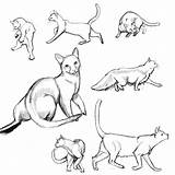 Cat Poses Drawing Anatomy Walking Deviantart Pose Study1 Drawings Reference Draw Cats Sketches Study Animals Getdrawings References Chat Group Digital sketch template