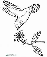 Coloring Pages Bird Birds Hummingbird Flower Stencils Adult Hum sketch template