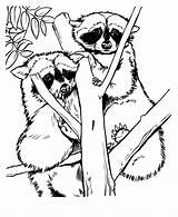 Raccoon Coloring Pages Zoo Animal Drawings Racoon Drawing Print Printable Sheets Animals Raccoons Kids Adult Grows Fern Red Where Color sketch template