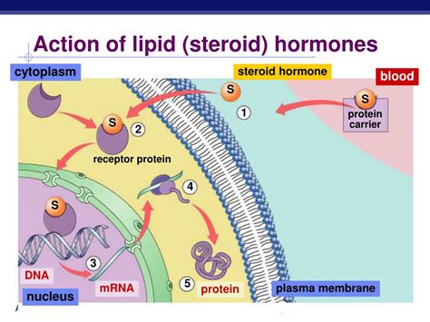 ppt endocrine system hormones powerpoint presentation free download