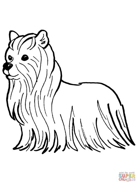 yorkshire terrier coloring page  printable coloring pages