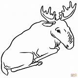 Moose Coloring Pages Sitting Cute Printable Drawing Color Template Getdrawings Realistic Categories Supercoloring sketch template