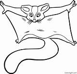Glider Pages Gliders Coloringall Mammals sketch template