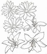 Lily Outline Flower Daisy Stargazer Drawing Tattoo Coloring Water Drawings Metacharis Tattoos Deviantart Flowers Pages Tiger Clipart Line Lilies Getdrawings sketch template