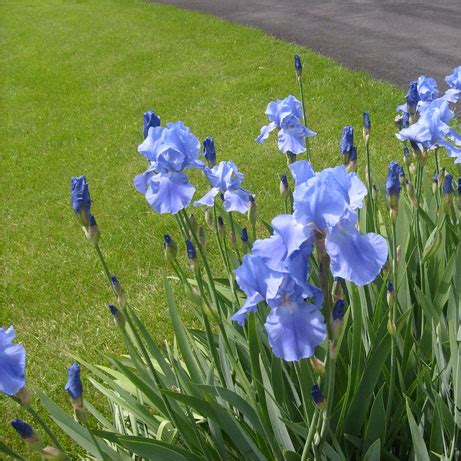 easily grow iris  seed growing irises iris flowers iris