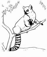 Lemur Tailed Outline Lemures Madagascar Ringtail Sketches Identification Honkingdonkey Expressive Zoo Pintarcolorear sketch template