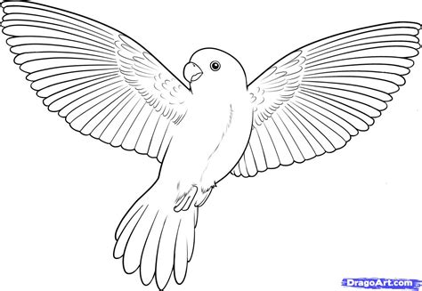 flying bird drawing   clip art  clip art