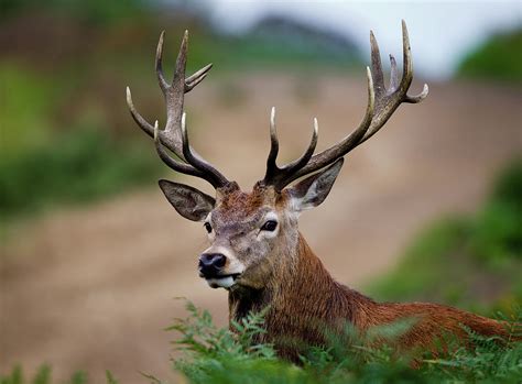red deer stag  mark smith