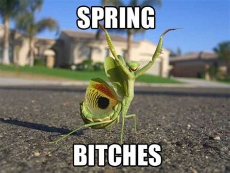 lets celebrate  beginning  spring   funny