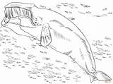 Whale Greenland Baleine Sperm Getdrawings Designlooter Groenland Clicker Boréale Bowhead sketch template