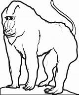Baboon Coloring Pages Drawing Kids Drawings Printable Getcolorings Supplyme Clipartmag Color 14kb 700px sketch template