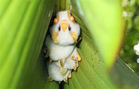 honduran white bat ectophylla alba aka  caribbean white tent making bat construct